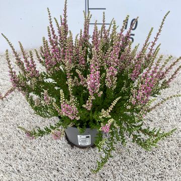 Calluna vulgaris 'Dark Star'