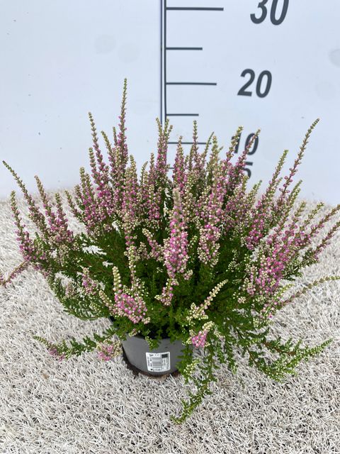 Calluna vulgaris 'Dark Star'