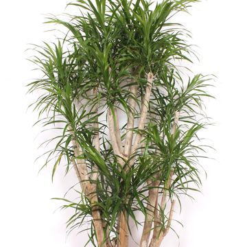Dracaena reflexa 'Anita'