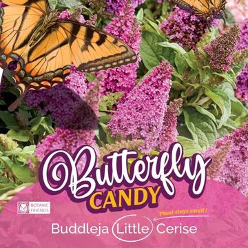 Buddleja davidii BUTTERFLY CANDY LITTLE CERISE