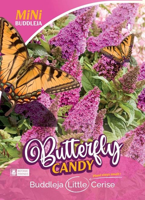 Buddleja davidii BUTTERFLY CANDY LITTLE CERISE