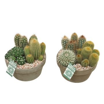 Arrangement Cactus