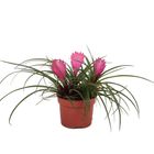 Tillandsia cyanea