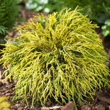 Chamaecyparis pisifera 'Sungold'