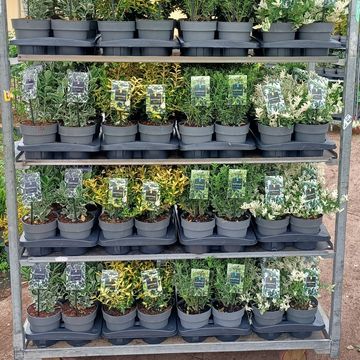 Euonymus japonicus MIX