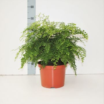 Adiantum raddianum 'Fragrans'