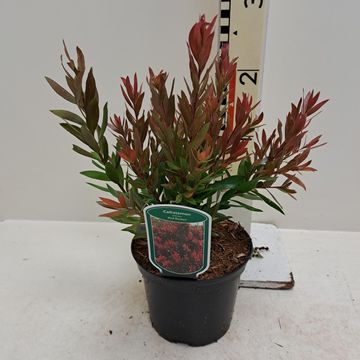 Callistemon 'Red Rocket'