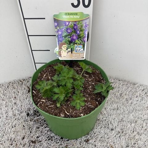Geranium 'Bloom Me Away'