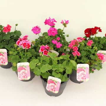 Pelargonium CALLIOPE MIX
