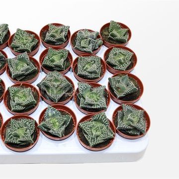Faucaria tuberculosa monstruosa