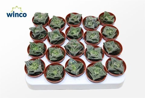 Faucaria tuberculosa monstruosa