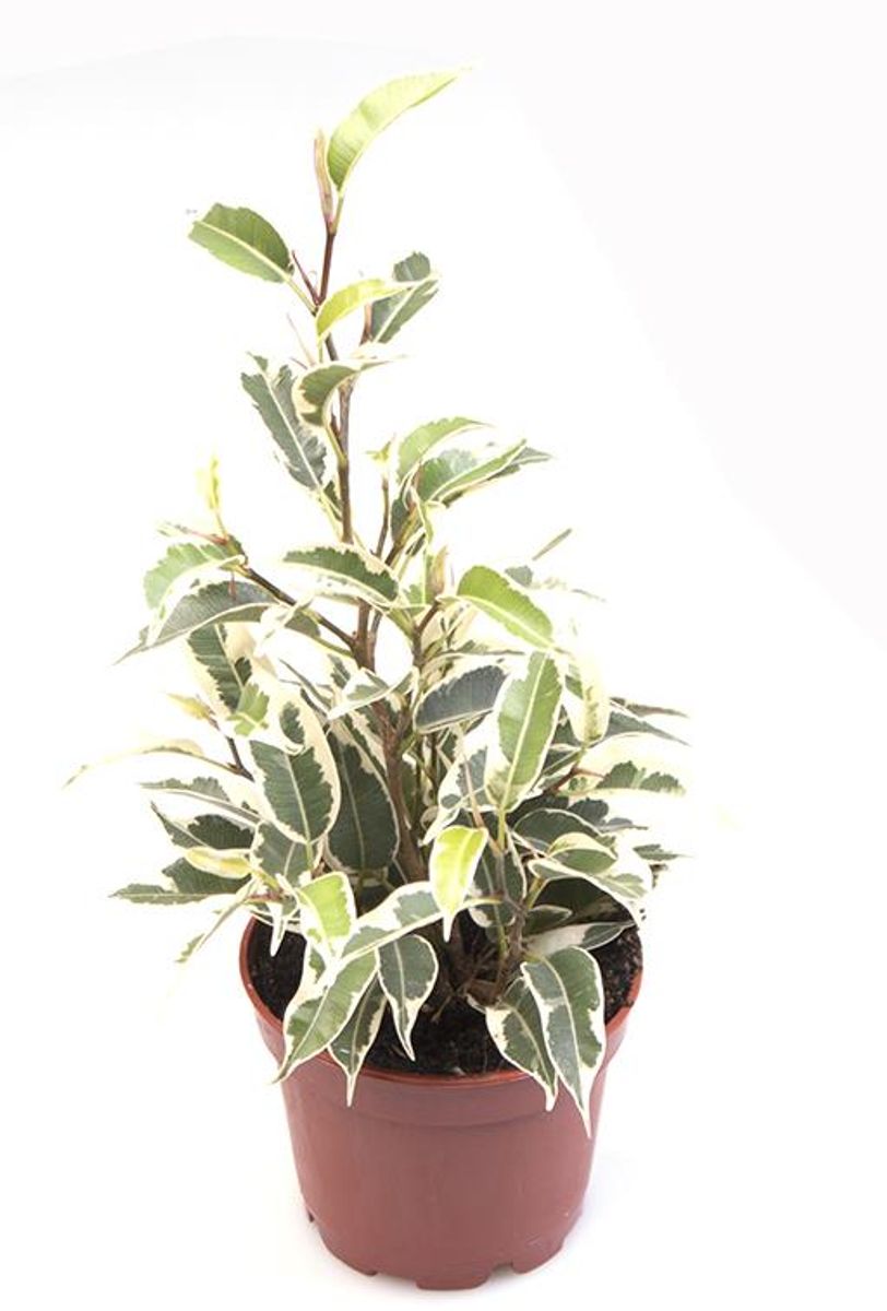 Ficus Benjamina Samantha — Plant Wholesale Floraccess