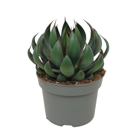 Agave x Mangave 'Praying Hands'