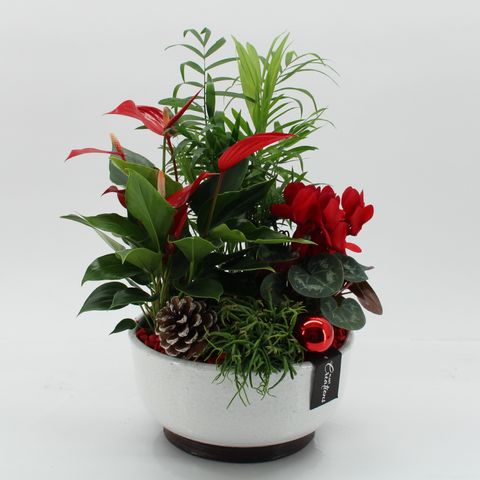 Arrangement Christmas