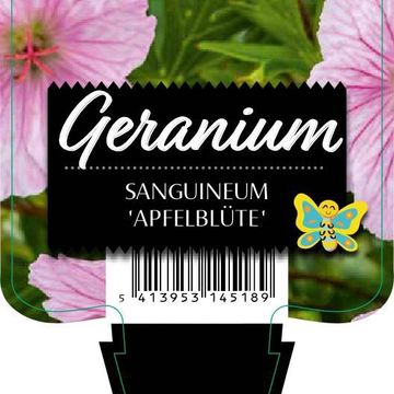 Geranium sanguineum 'Apfelblüte'