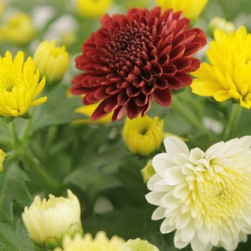 Chrysanthemum JASODA MIX IN POT