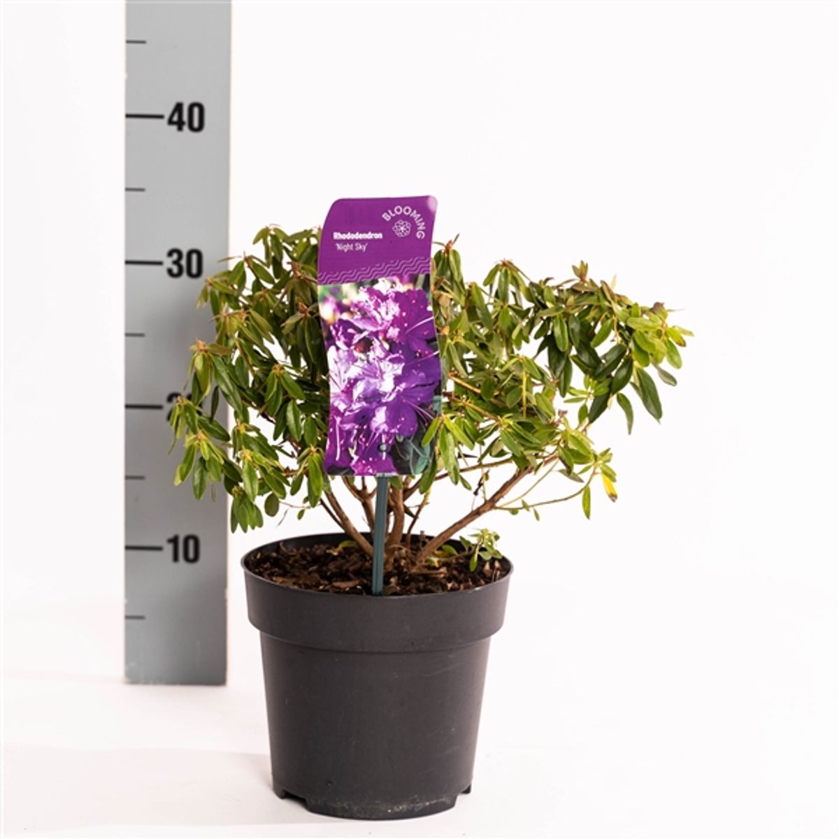 Rhododendron 'Night Sky'  Pflanzengrohandel FlorAccess