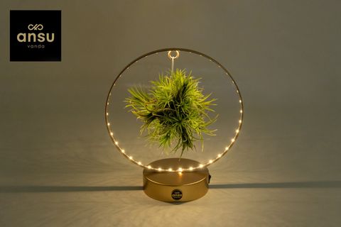 Arrangement Tillandsia