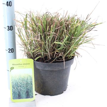 Miscanthus sinensis 'Стриктус'