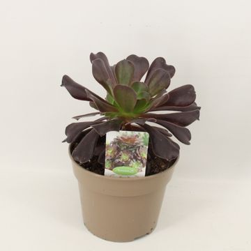 Aeonium arboreum 'Velours'