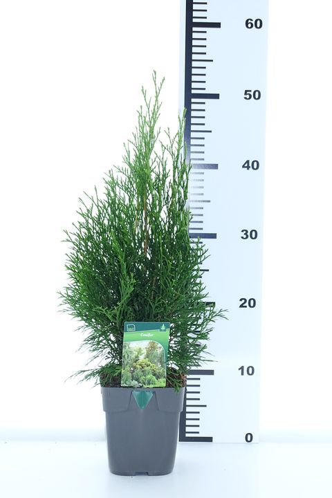 Thuja occidentalis 'Smaragd'