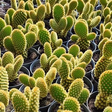 Opuntia microdasys