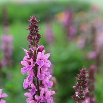 Salvia x sylvestris 'Rose Marvel'