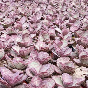 Kalanchoe humilis 'Zebra'