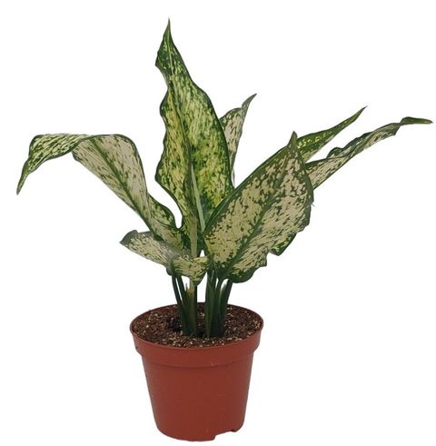 Aglaonema costatum 'First Diamond'