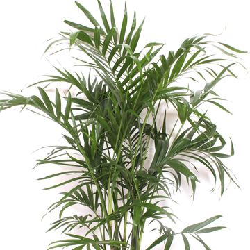 Chamaedorea cataractarum 'Stella'