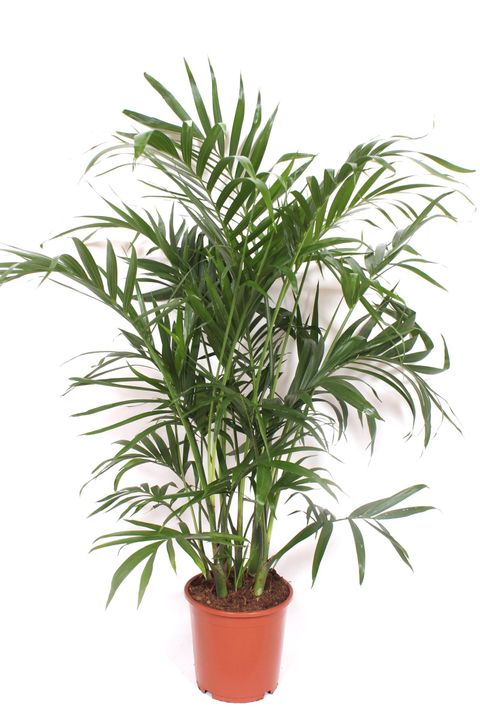 Chamaedorea cataractarum 'Stella'