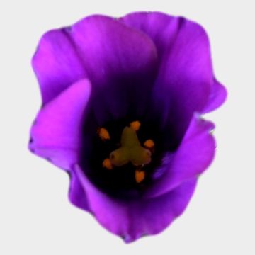 Eustoma grandiflorum 'Bolero Deep Blue'