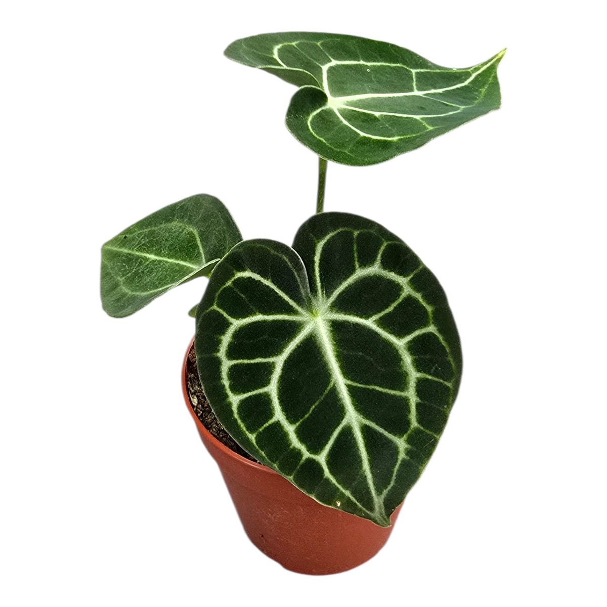 Anthurium 'King of Clarinervium Sulanjana' — Plant Wholesale