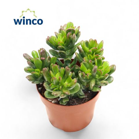 Crassula ovata 'Convoluta'