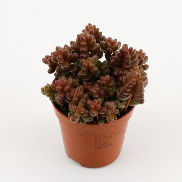 Sedum stahlii