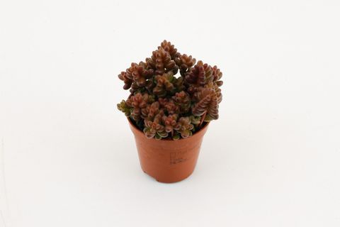 Sedum stahlii