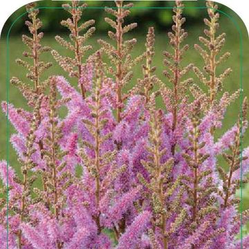 Astilbe chinensis 'Pumila'
