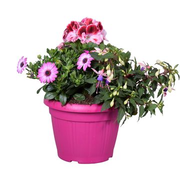 Perennials MIX IN POT