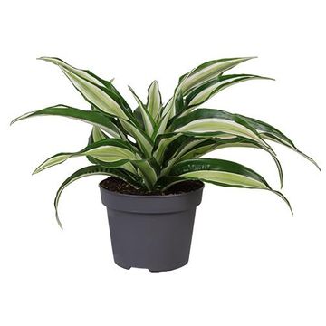 Dracaena fragrans 'Malaika'