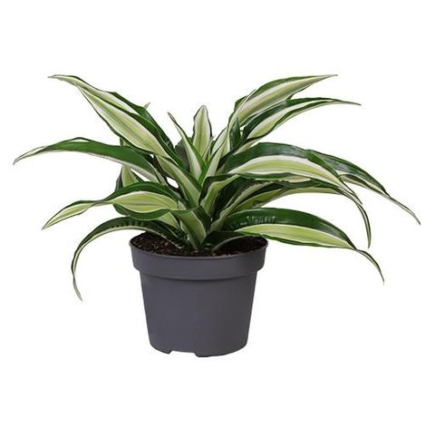 Dracaena fragrans 'Malaika'