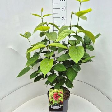 Calycanthus x raulstonii 'Hartlage Wine'