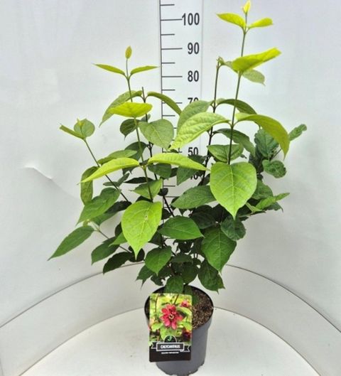 Calycanthus x raulstonii 'Hartlage Wine'