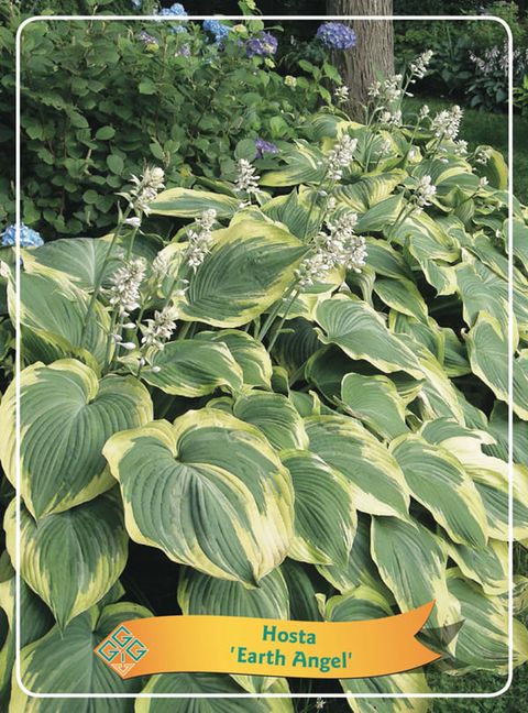 Hosta 'Earth Angel'