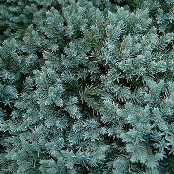 Juniperus squamata 'Blue Star'