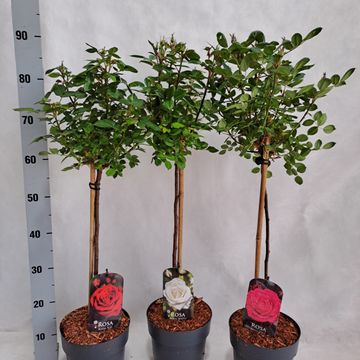 Роза STANDARD SMALL FLOWERING