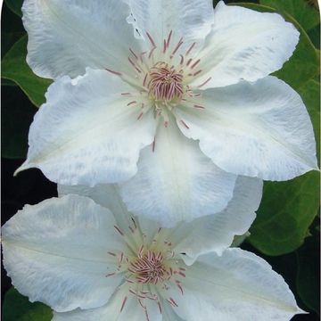 Clematis 'Валге Даам' (EL)