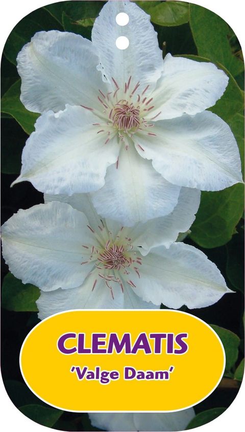 Clematis 'Valge Daam' (EL)