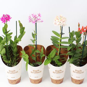 Epidendrum MIX