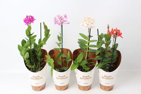 Epidendrum MIX