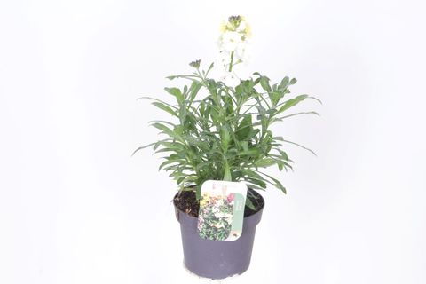Erysimum LEYA LEMON GLOW